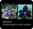 P. KS Blue Ludde x LL Blue Leopard 3602